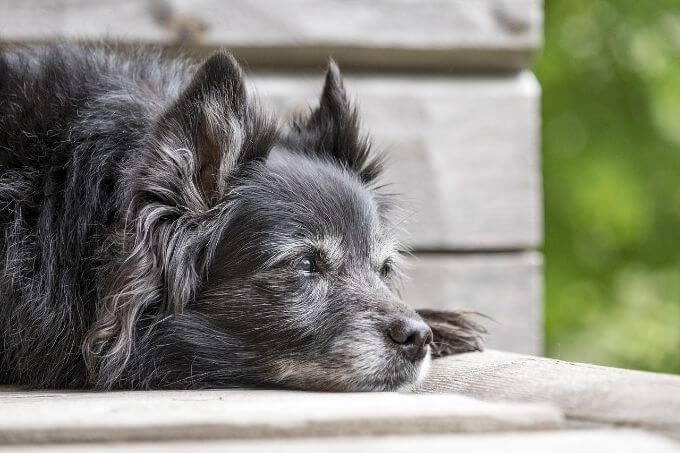 犬 シャンプー セール できない 時